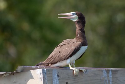 Brown Booby