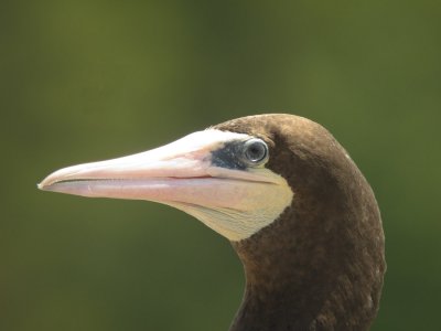 Brown Booby