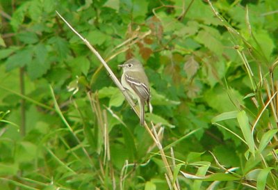 Least Flycatcher