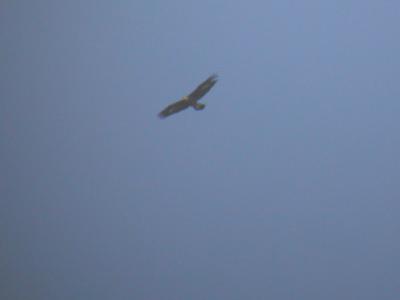 Golden Eagle