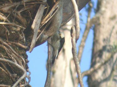 White Woodpecker