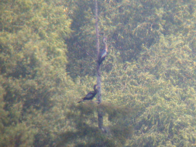Anhinga