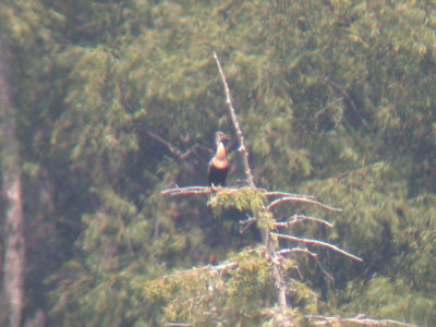 Anhinga