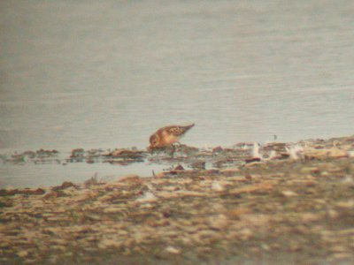 Little Stint