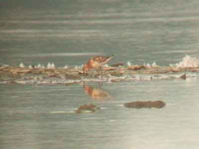 Little Stint