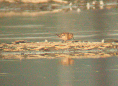 Little Stint