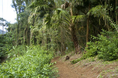 Rain forest hike