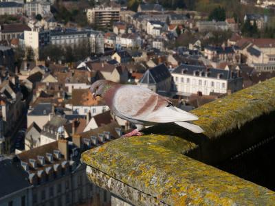 Chartres