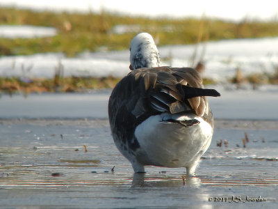 RossGoose1027b.jpg