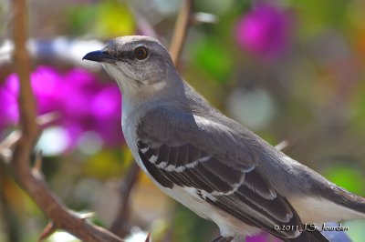 NorthernMockingbird_011_8041b.jpg