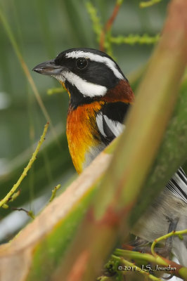 WesternStripeHeadedTanager011_8177b.jpg