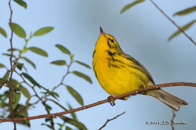 Prairie Warbler