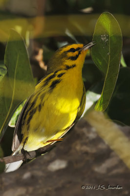 PrairieWarbler_011_8688b.jpg