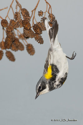 MyrtleWarbler_011_2138b.jpg