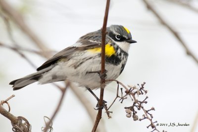 YellowrumpedWarbler_011_2274b.jpg