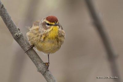 Palm Warbler