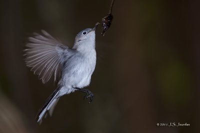 BluegrayGnatcatcher_011_2524b.jpg