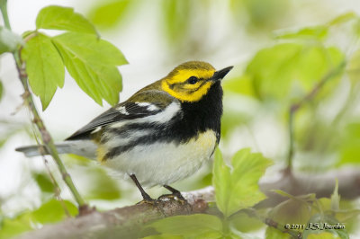 BlackthroatedGreenWarbler_011_2560b.jpg