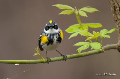 MyrtleWarbler_011_2838b.jpg