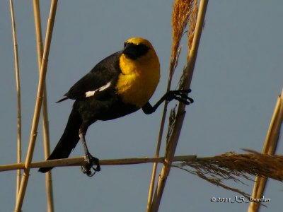 YellowheadedBlackbird1947b.jpg