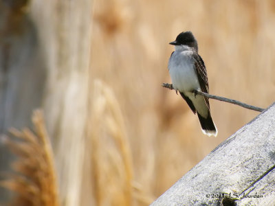 EasternKingbird2025b.jpg