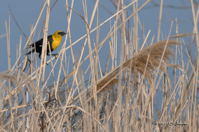 YellowheadedBlackbird_011_4374b.jpg
