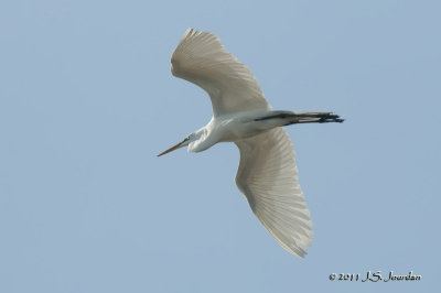 GreatEgret_011_4380b.jpg