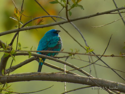 IndigoBunting2011b2.jpg