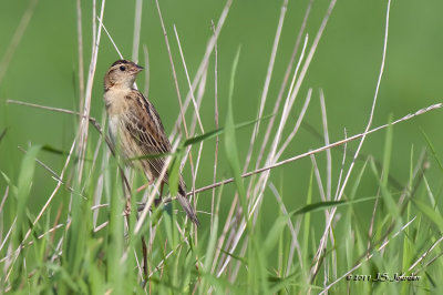 Bobolink_011_4498b.jpg