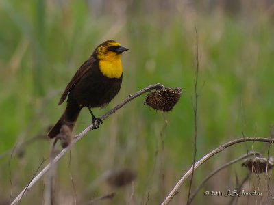 YellowheadedBlackbird_2036b.jpg