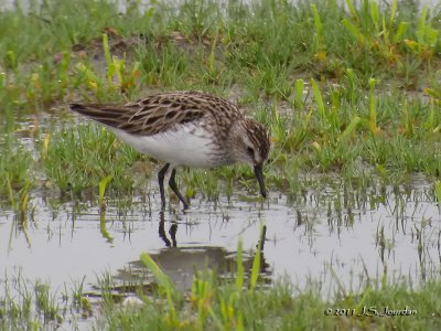 SemipalmatedSandpiper2106b.jpg