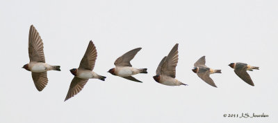 Cliff Swallow