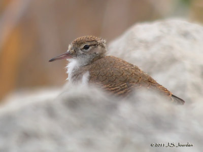 SpottedSandpiper2810b.jpg