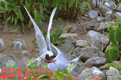 CommonTern_011_6182b.jpg