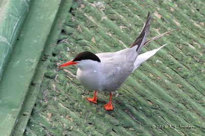 CommonTern_011_6241b.jpg