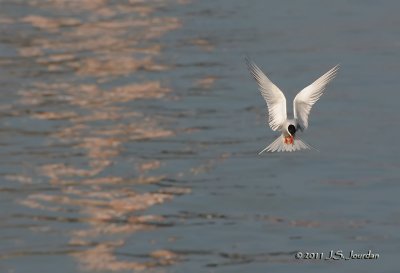 CommonTern_9602b.jpg