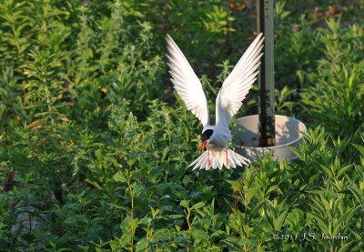 CommonTern_011_6324b.jpg