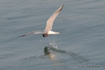 CommonTern_011_6823b.jpg