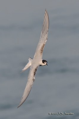 CommonTern_011_6831b.jpg