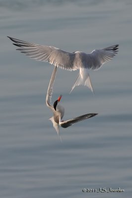 CommonTern_011_7066b.jpg