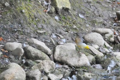 Grey Wagtail