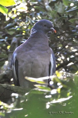 WoodPigeon