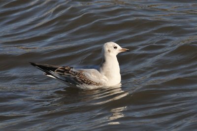 011_0792Limerick_BlackheadedGull.jpg