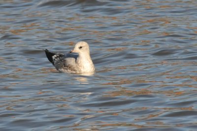 011_0838Limerick_CommonGull.jpg