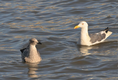 011_0867Limerick_LBBGull.jpg