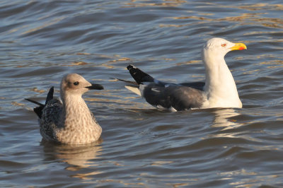 011_0871Limerick_LBBGull.jpg