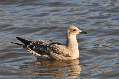 011_0888Limerick_LBBGull.jpg