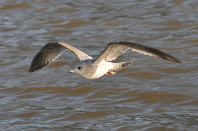 011_0896Limerick_CommonGull.jpg