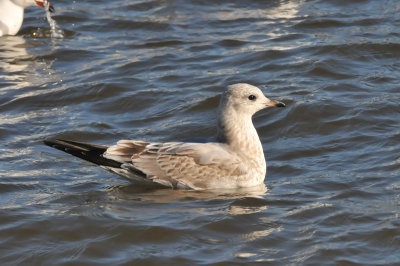 011_0906Limerick_CommonGull.jpg