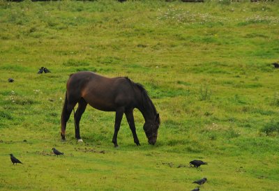 011_1139Tullamore_Cabra.jpg